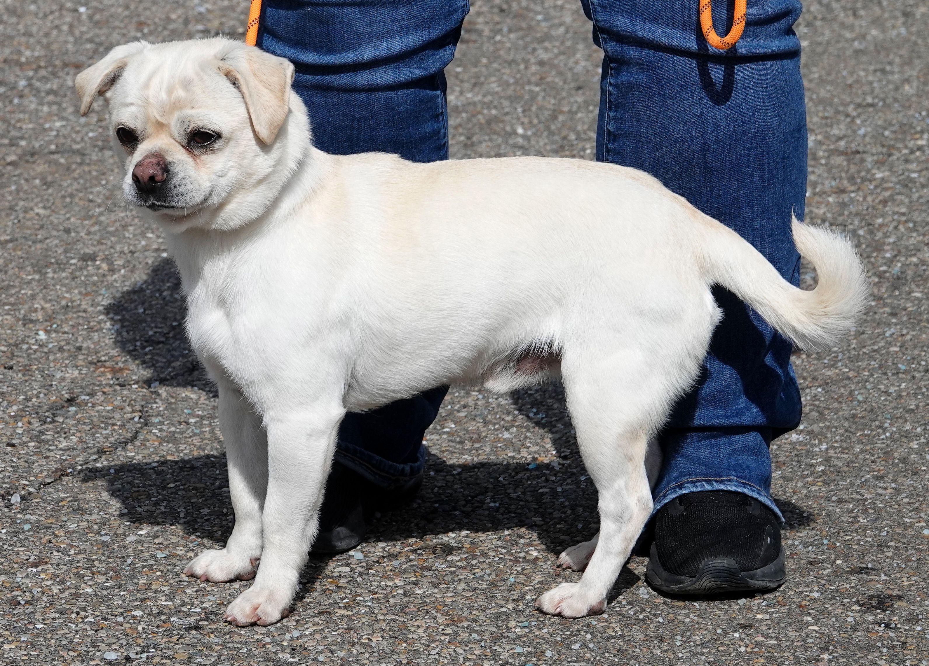 Enlarge Sunday - ADOPTED, an adopted mixed breed in Millfield, OH image 2/4