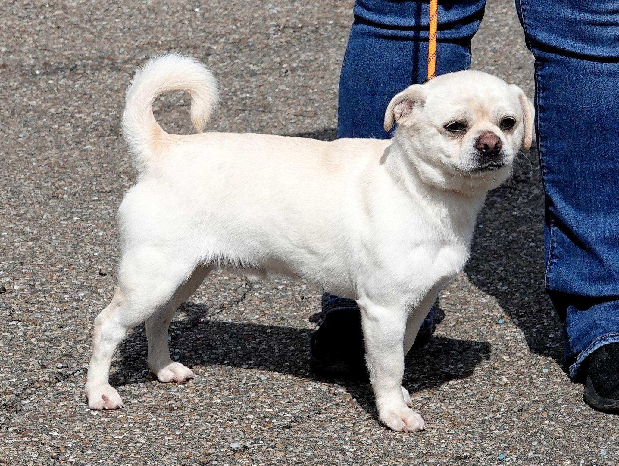 Enlarge Sunday - ADOPTED, an adopted mixed breed in Millfield, OH image 3/4