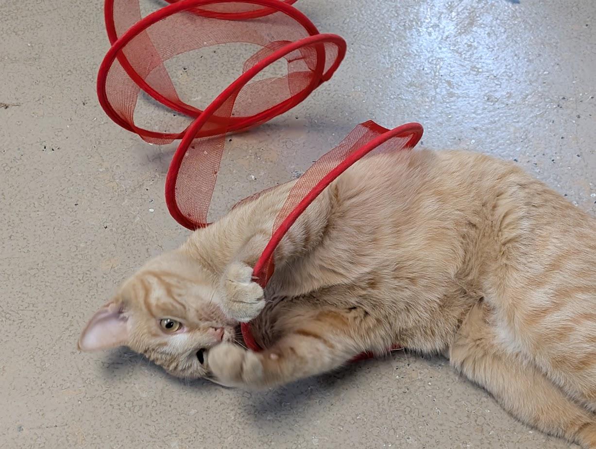 BOODLES, a Adoptable Tabby in Carthage, IL image 1/5