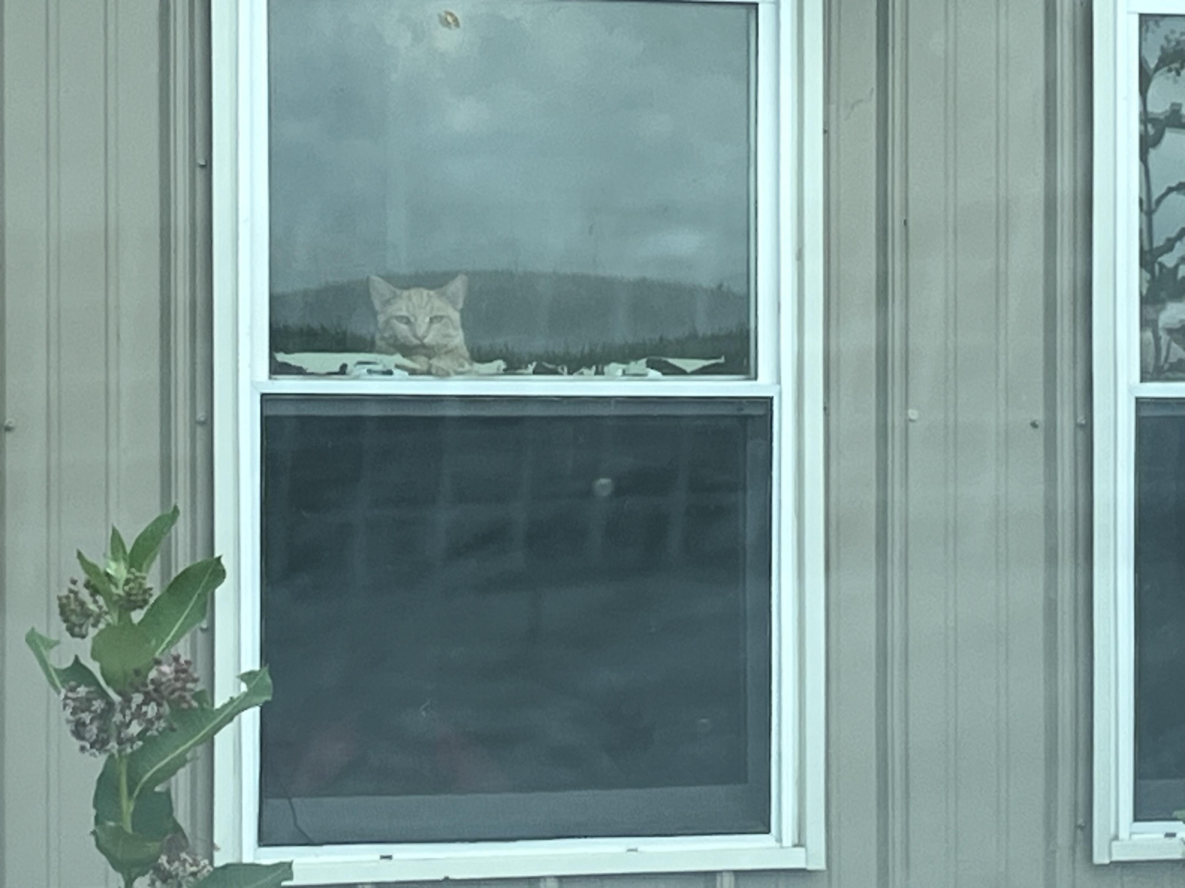 BOODLES, a Adoptable Tabby in Carthage, IL image 5/5