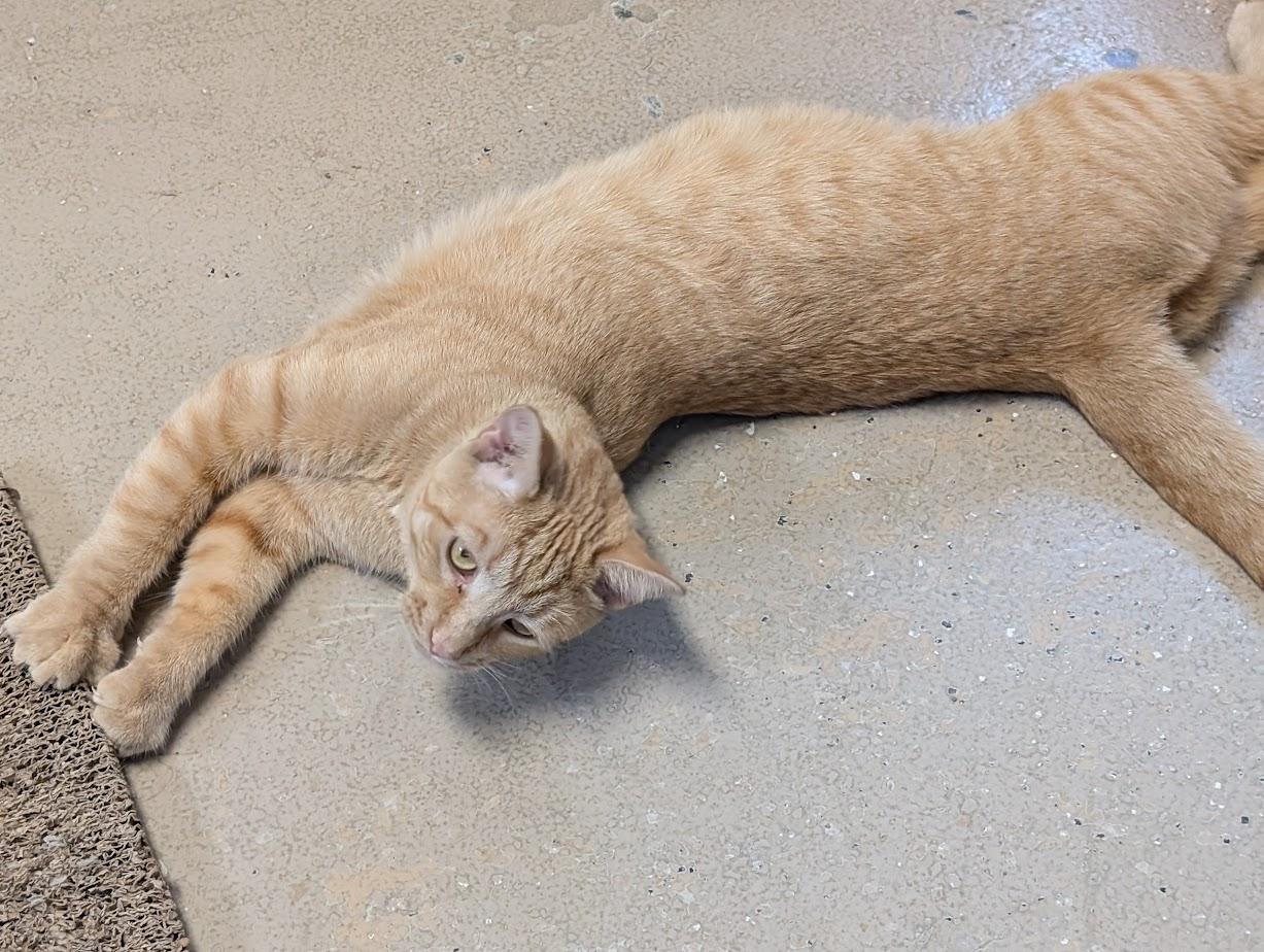 BOODLES, a Adoptable Tabby in Carthage, IL image 2/5