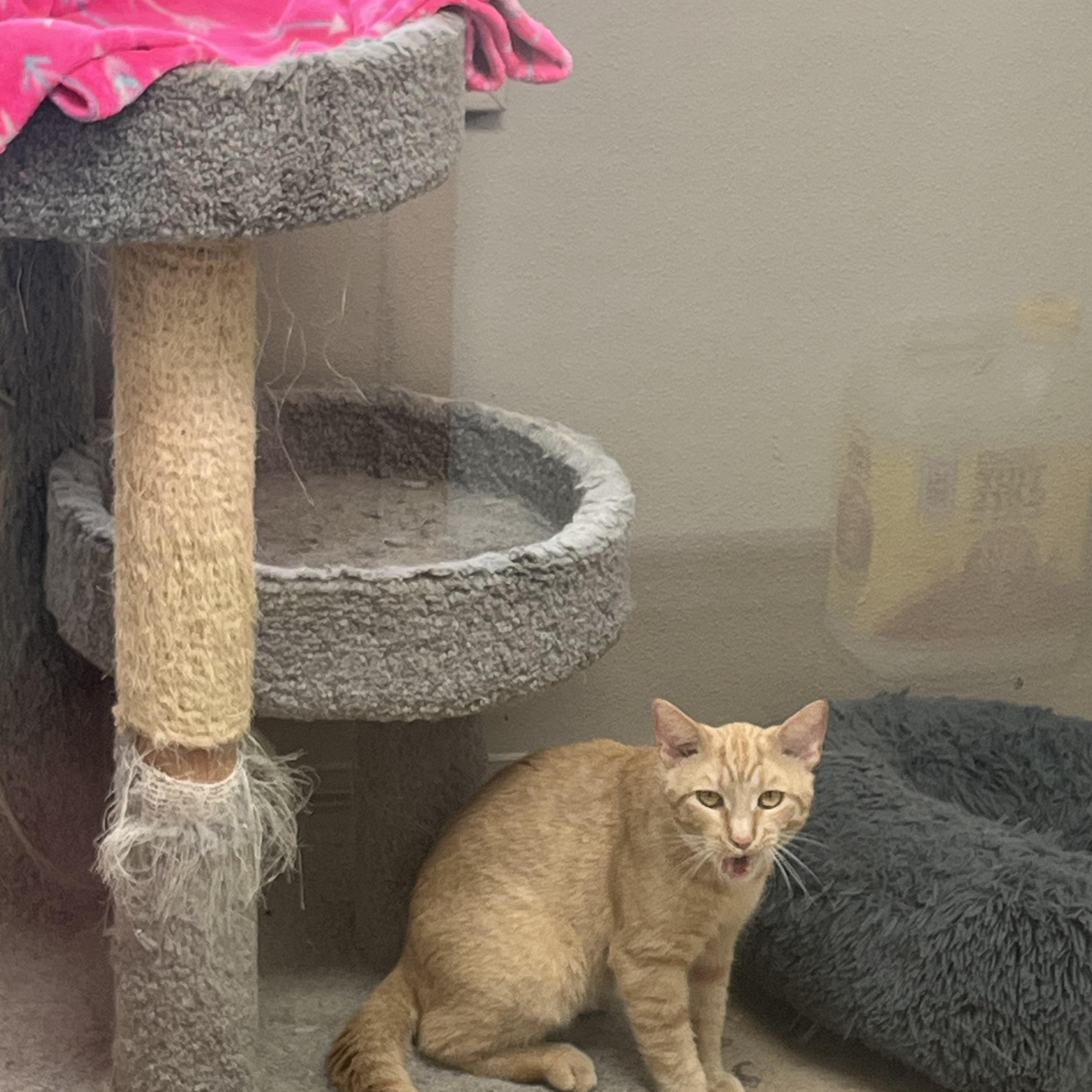 BOODLES, a Adoptable Tabby in Carthage, IL image 4/5