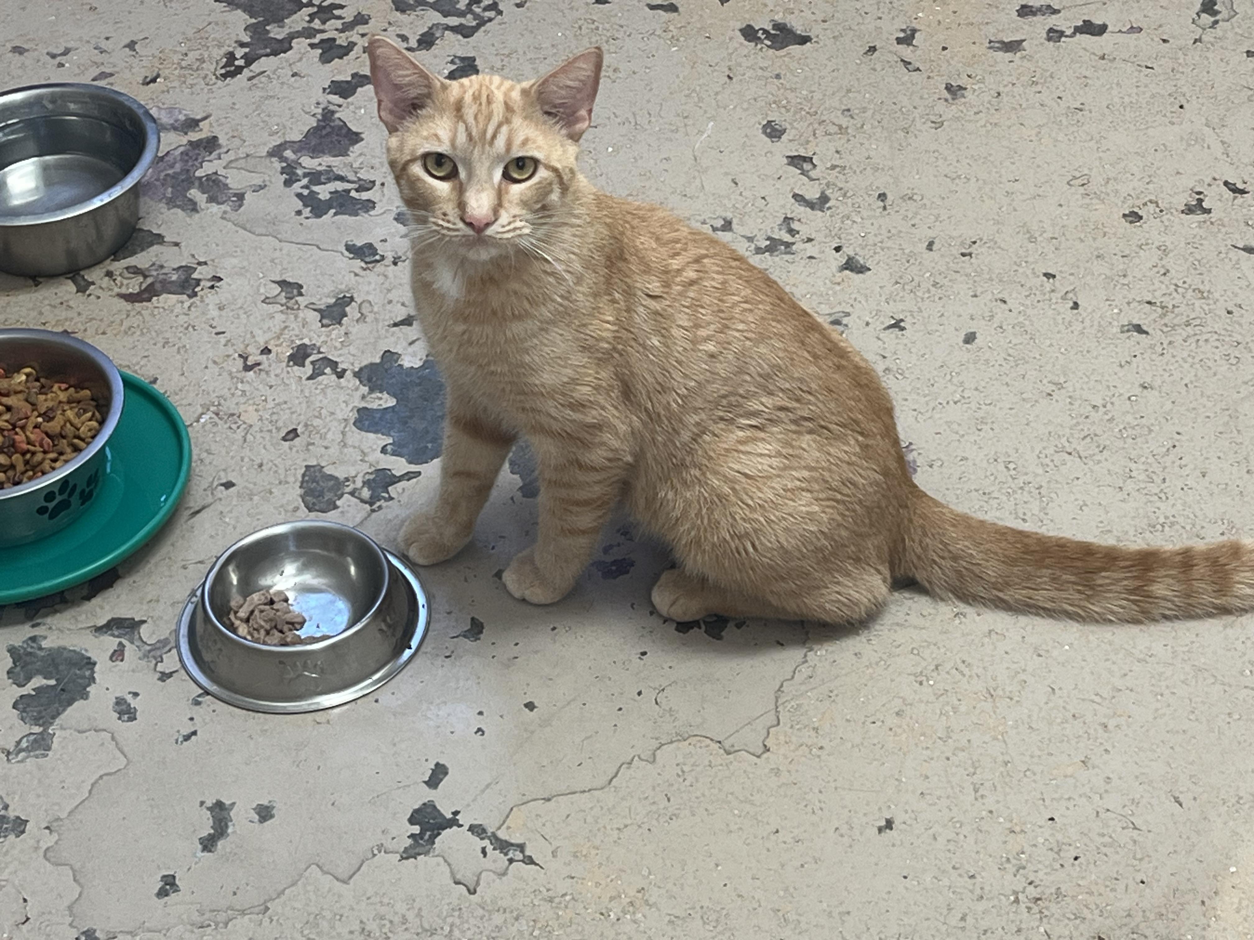 BOODLES, Adoptable, Adult Male Tabby.