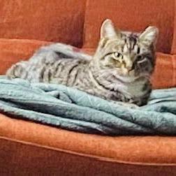 Marbles C10376, Adoptable, Young Female Domestic Short Hair & Domestic Short Hair.