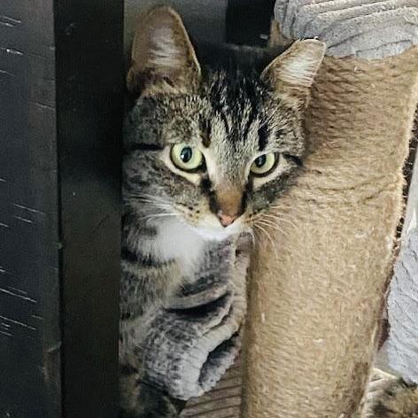 Enlarge Marbles C10376, a Adoptable mixed breed in Princeton, MN image 2/5