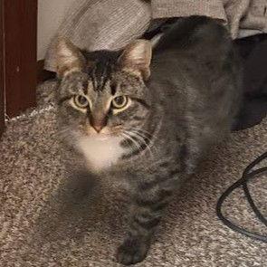 Enlarge Marbles C10376, a Adoptable mixed breed in Princeton, MN image 3/5