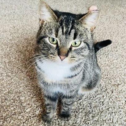 Enlarge Marbles C10376, a Adoptable mixed breed in Princeton, MN image 4/5