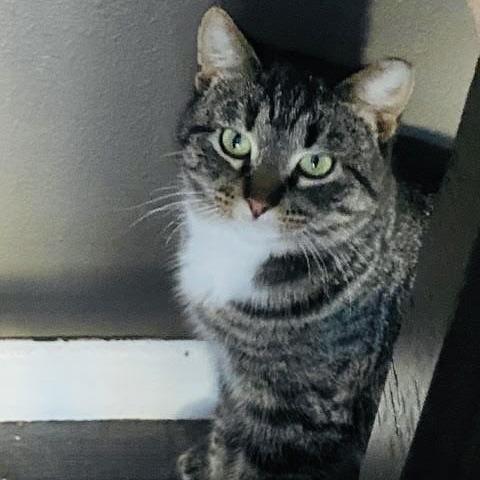 Enlarge Marbles C10376, a Adoptable mixed breed in Princeton, MN image 5/5