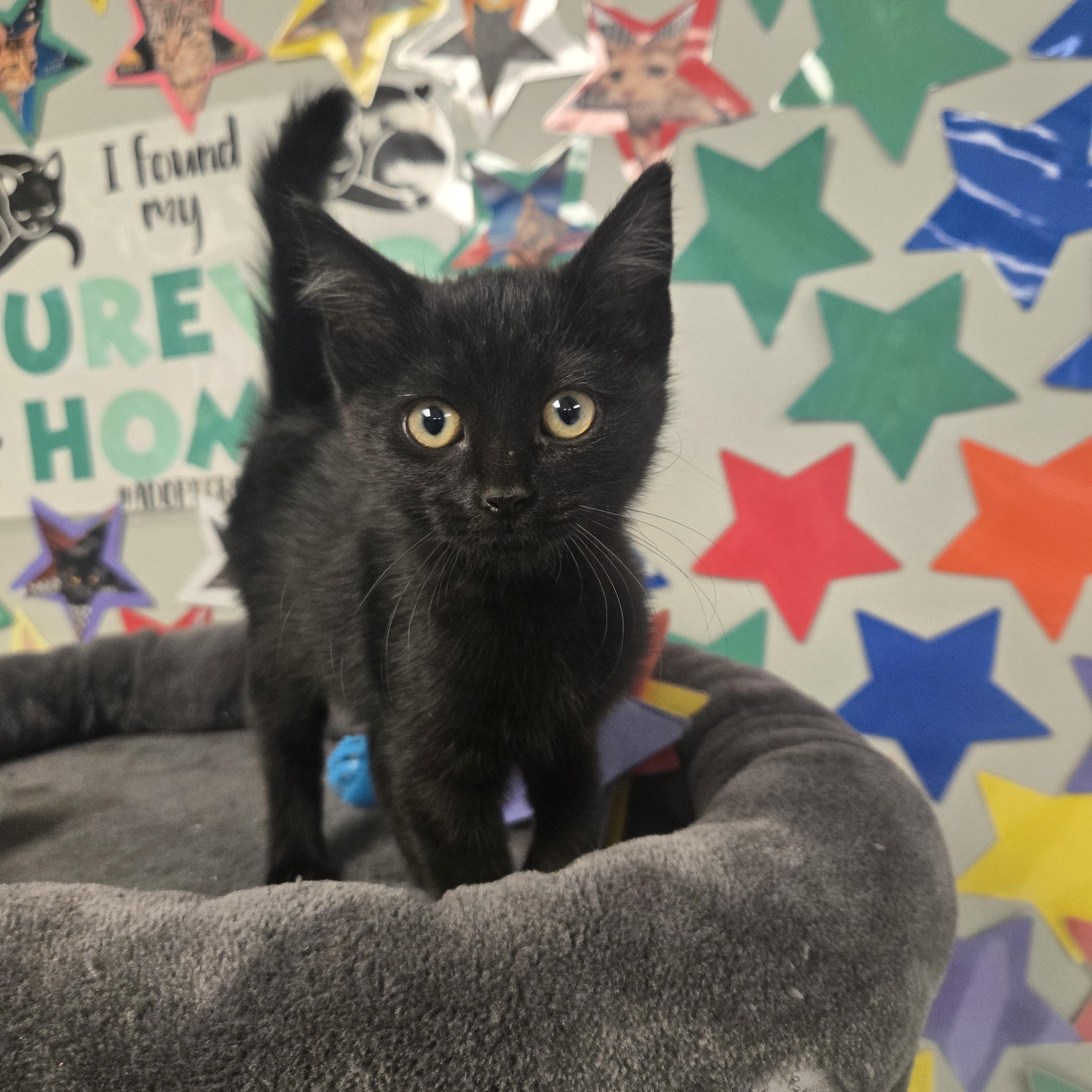 Enlarge Frankie (Coming Soon...), an adopted Domestic Short Hair in Xenia , OH image 2/6