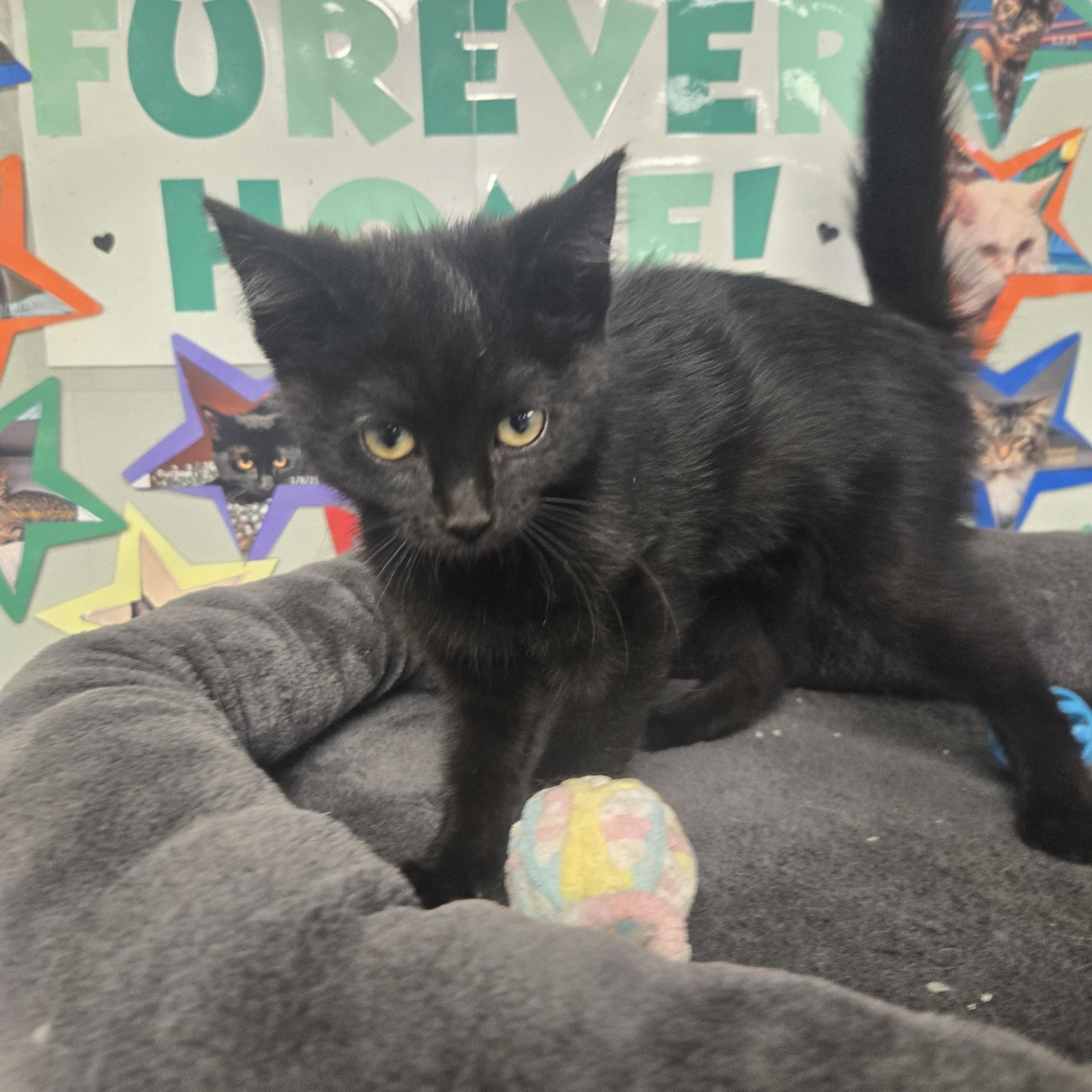 Enlarge Frankie (Coming Soon...), an adopted Domestic Short Hair in Xenia , OH image 6/6