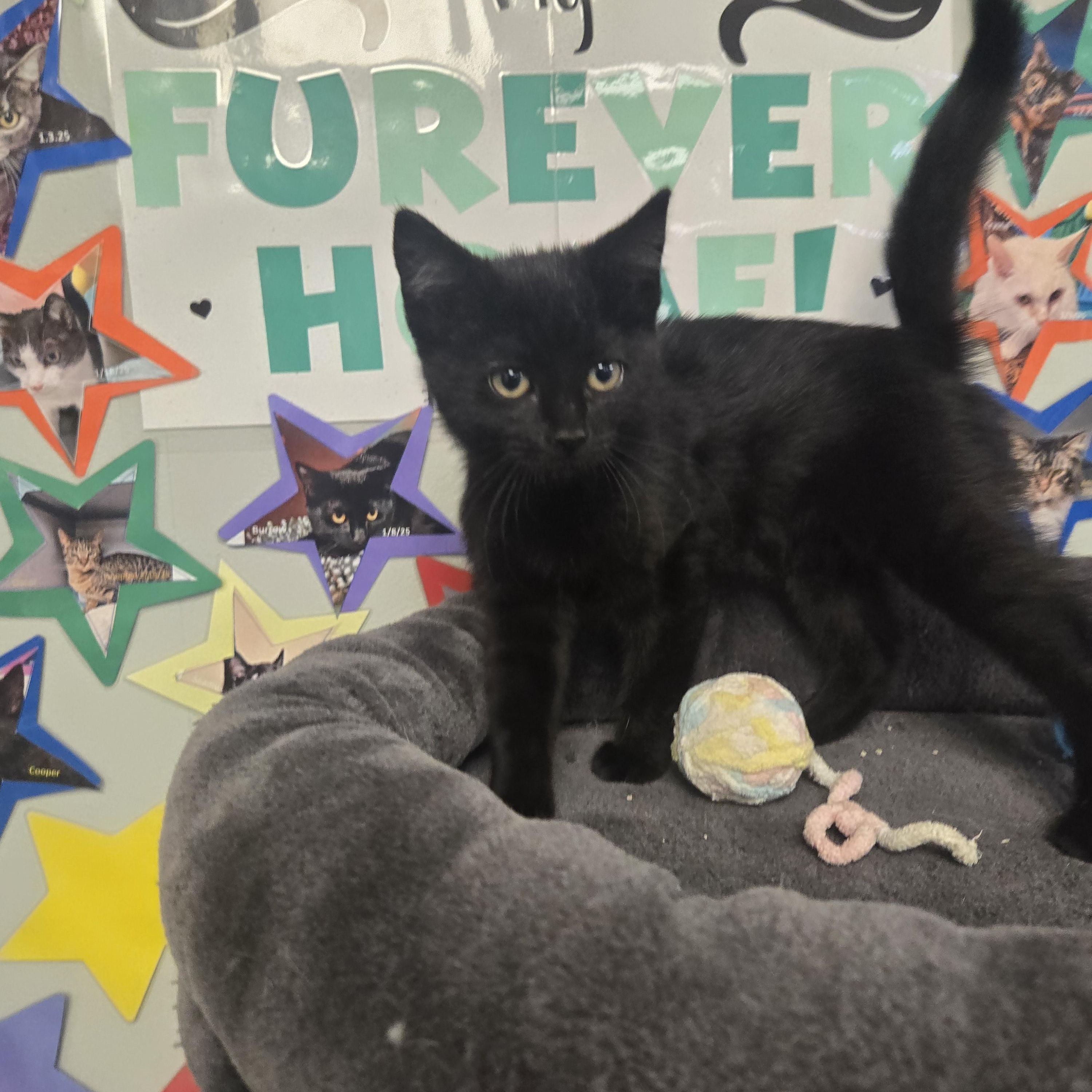 Enlarge Frankie (Coming Soon...), an adopted Domestic Short Hair in Xenia , OH image 3/6