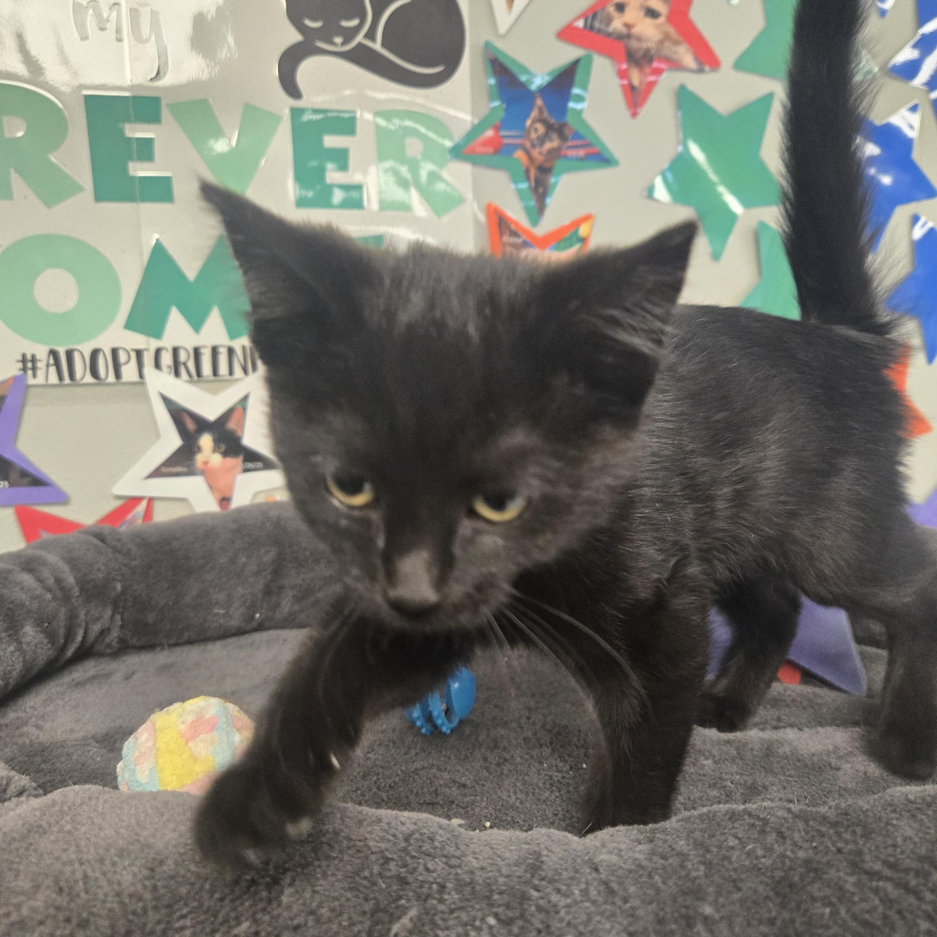 Enlarge Frankie (Coming Soon...), an adopted Domestic Short Hair in Xenia , OH image 4/6