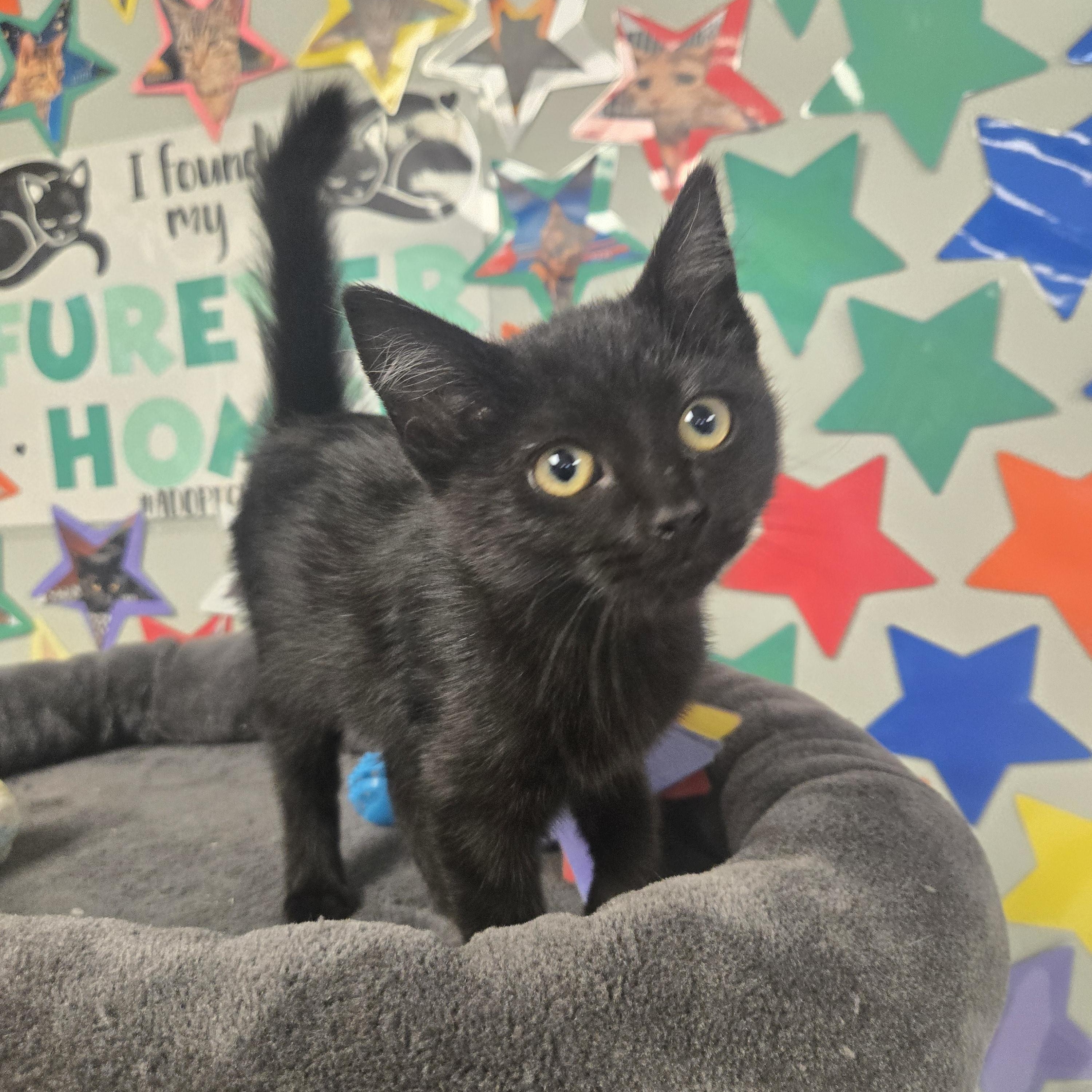 Frankie (Coming Soon...), adopted, Kitten Female Domestic Short Hair.