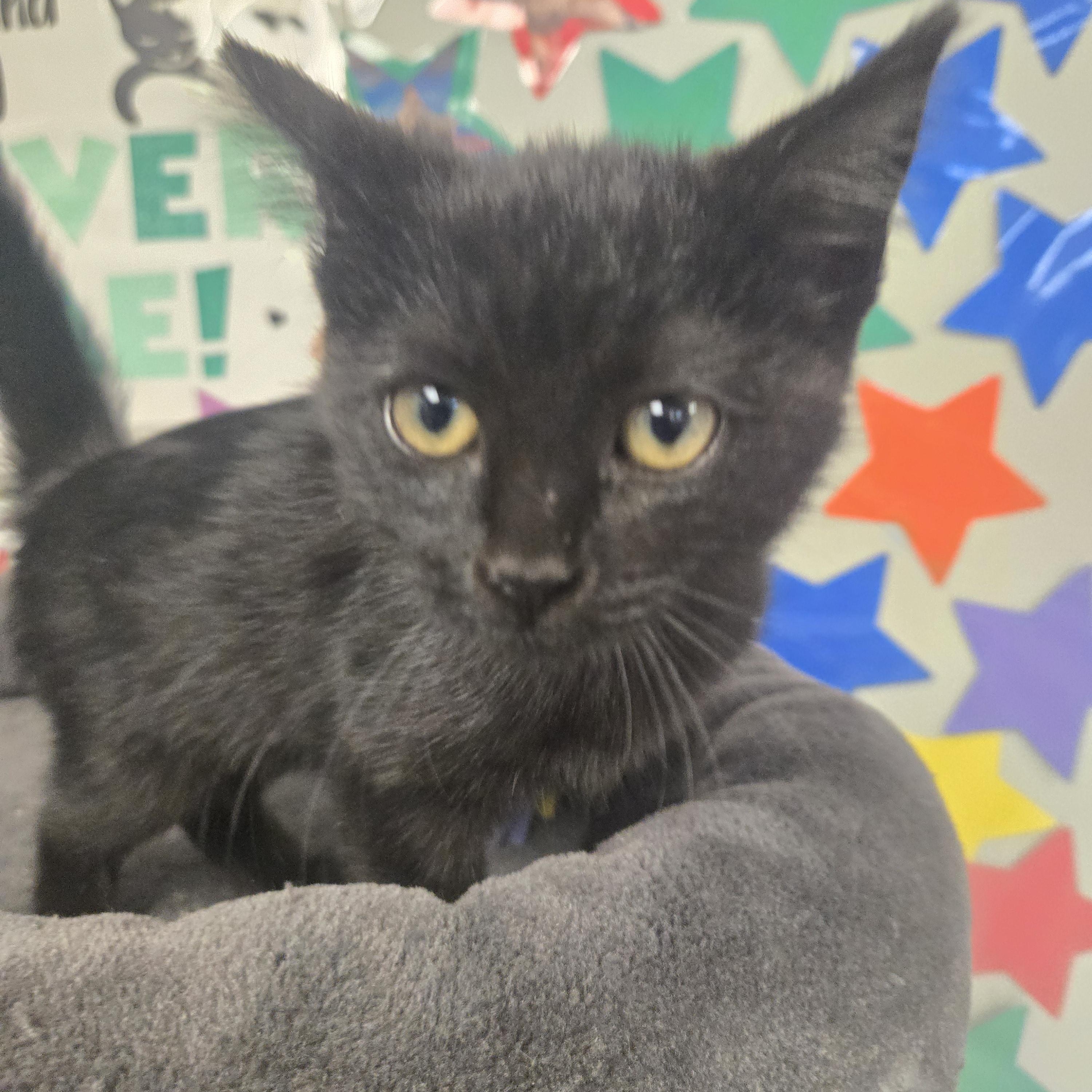 Enlarge Frankie (Coming Soon...), an adopted Domestic Short Hair in Xenia , OH image 5/6