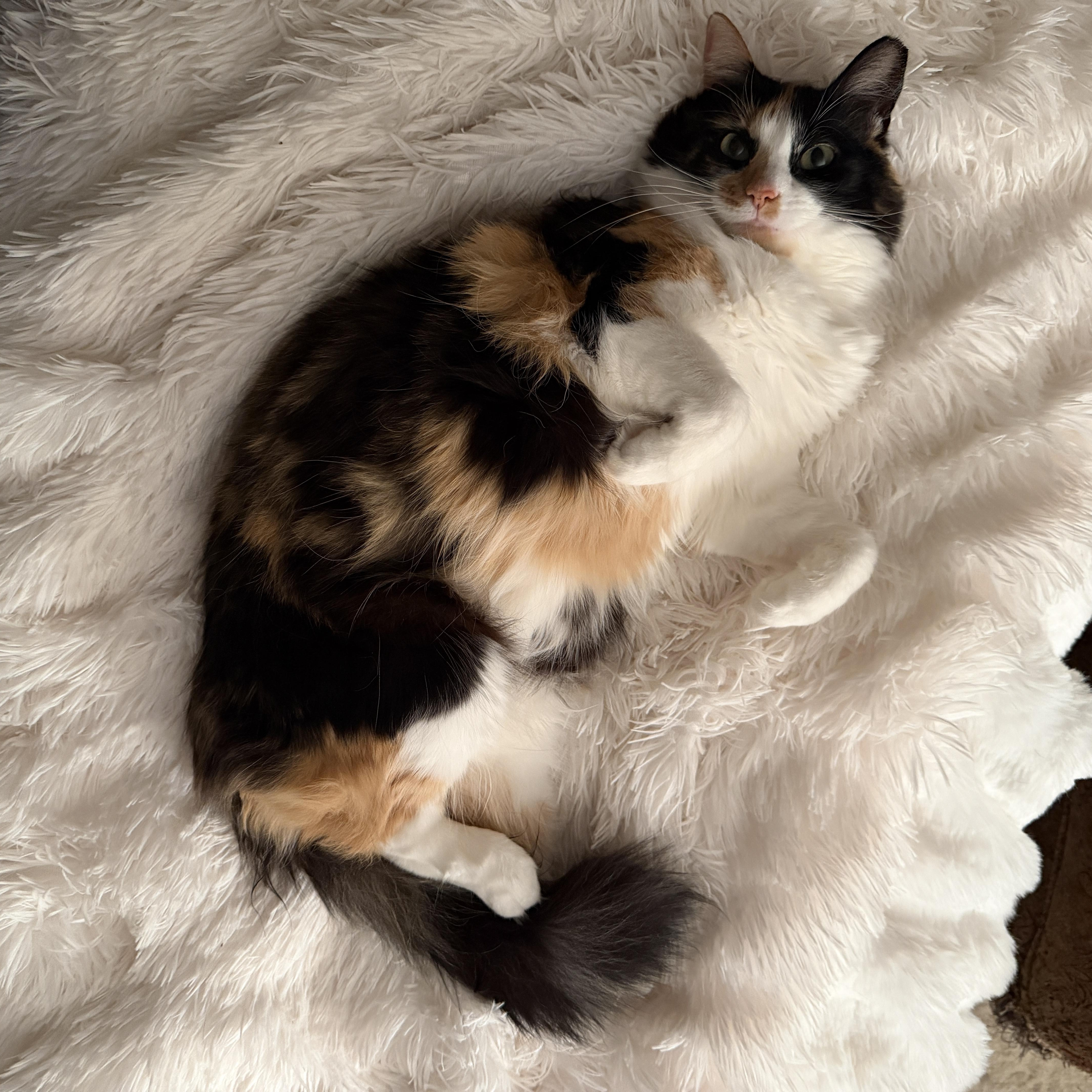 Scarlett, ADOPTABLE, Adult Female Calico.