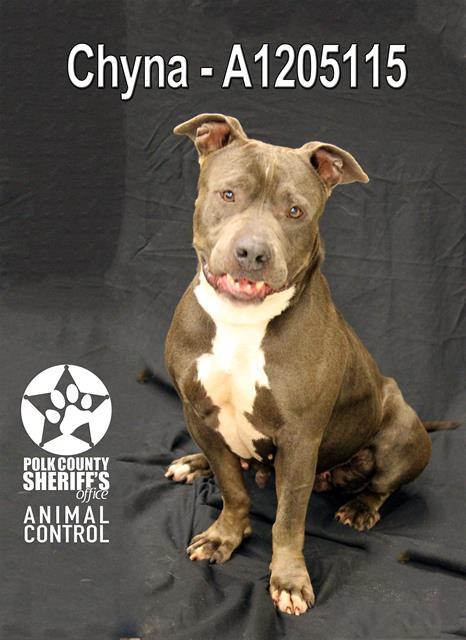 Enlarge CHYNA, a Adoptable mixed breed in Winter Haven, FL image 1/1