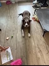 Zoey *Courtesy Post *, a ADOPTABLE mixed breed in Cranbrook, BC image 2/2