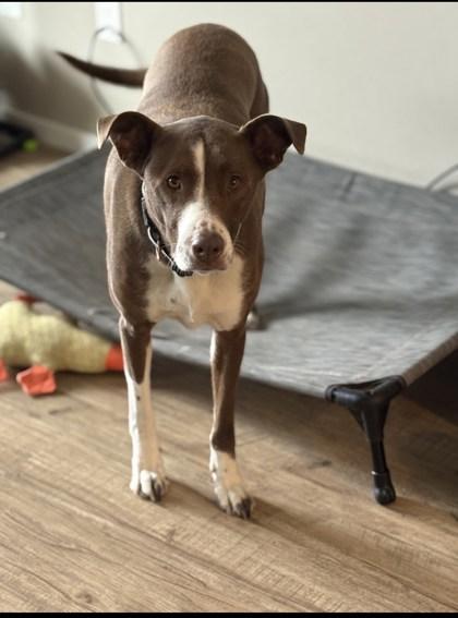 Zoey *Courtesy Post *, ADOPTABLE, Adult Female Border Collie & Labrador Retriever.