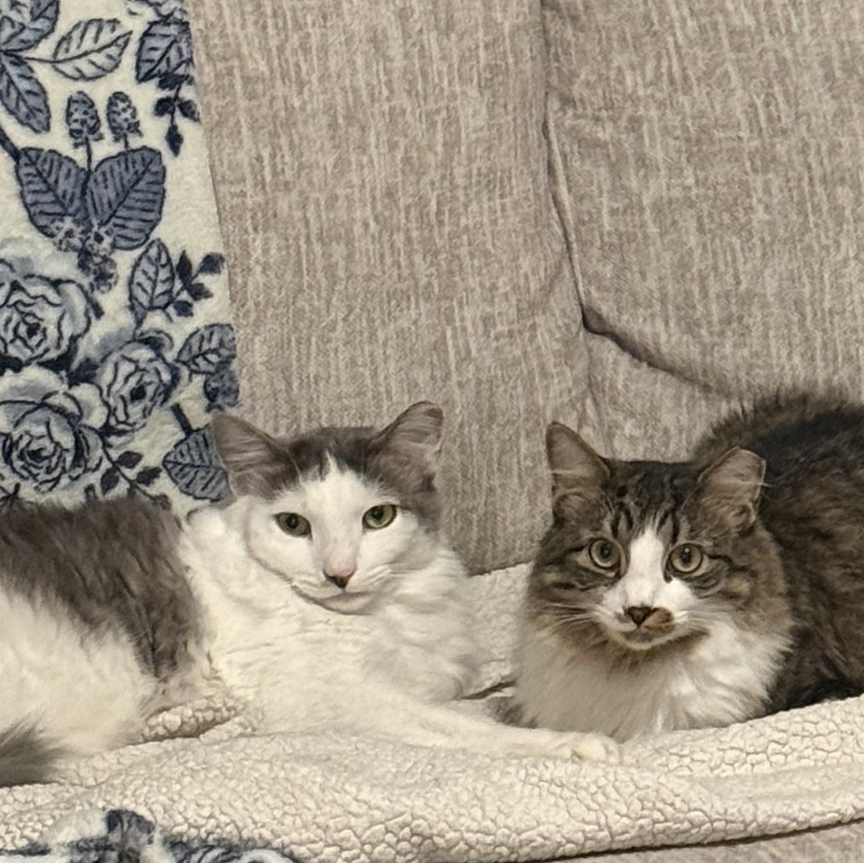 Bonnie & Benji (BONDED PAIR), Adoptable, Adult Male Domestic Long Hair.