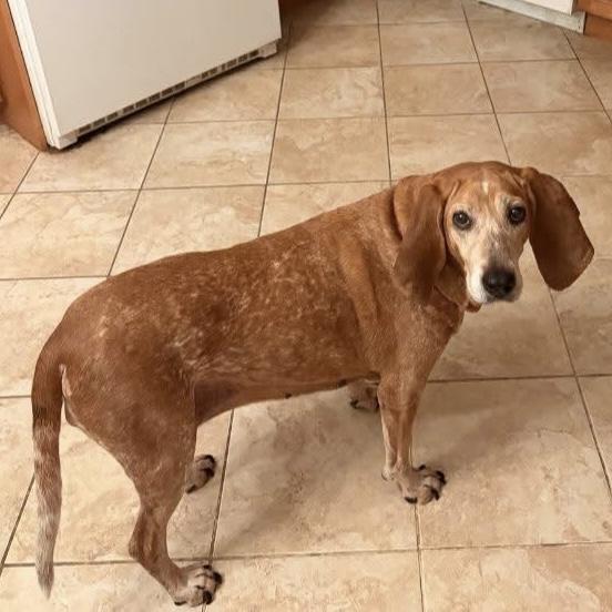 Rosey, Adoptable, Senior Female Coonhound.