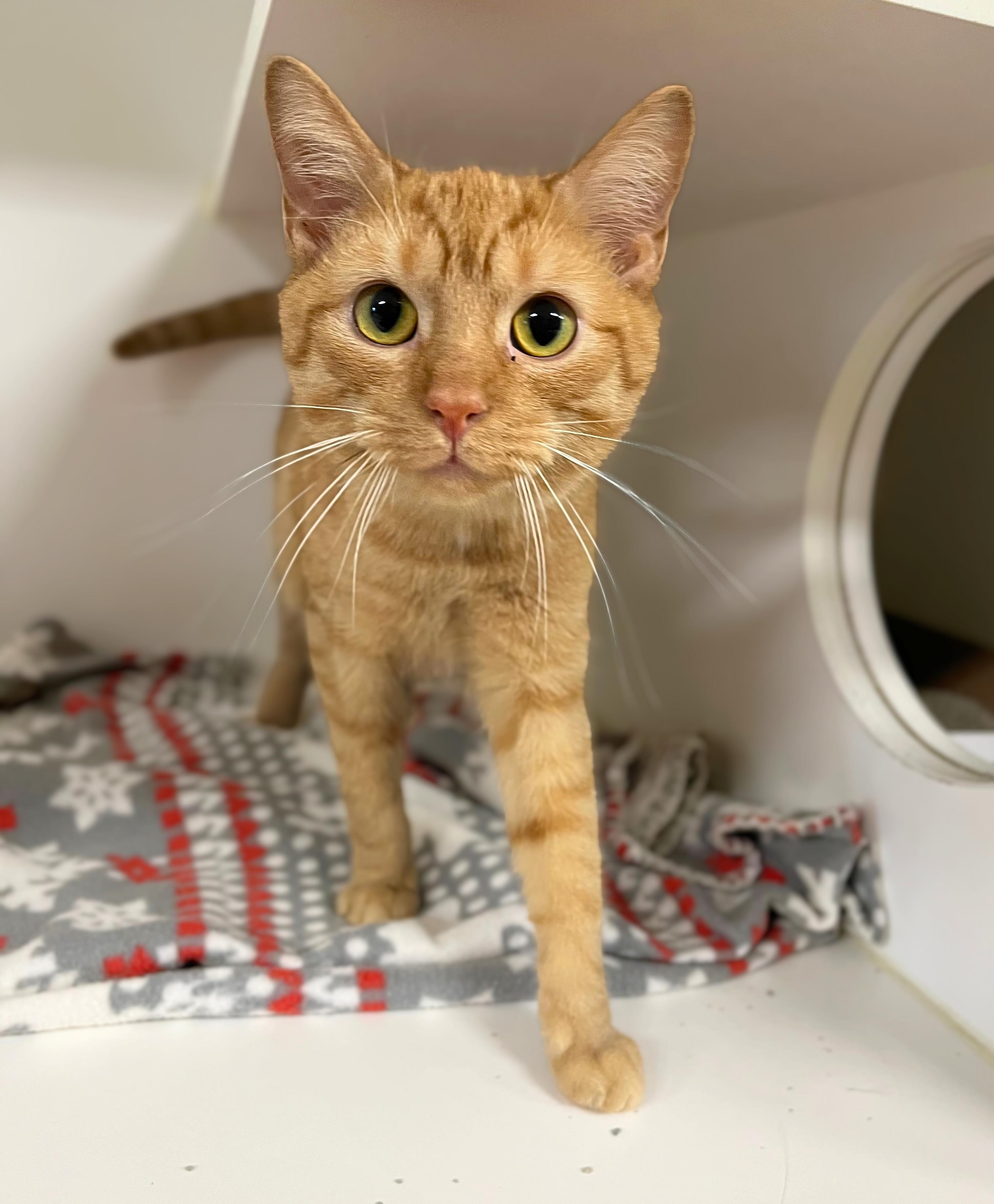 Enlarge Downy Woodpecker, a Adoptable Domestic Short Hair in Seville, OH image 2/2
