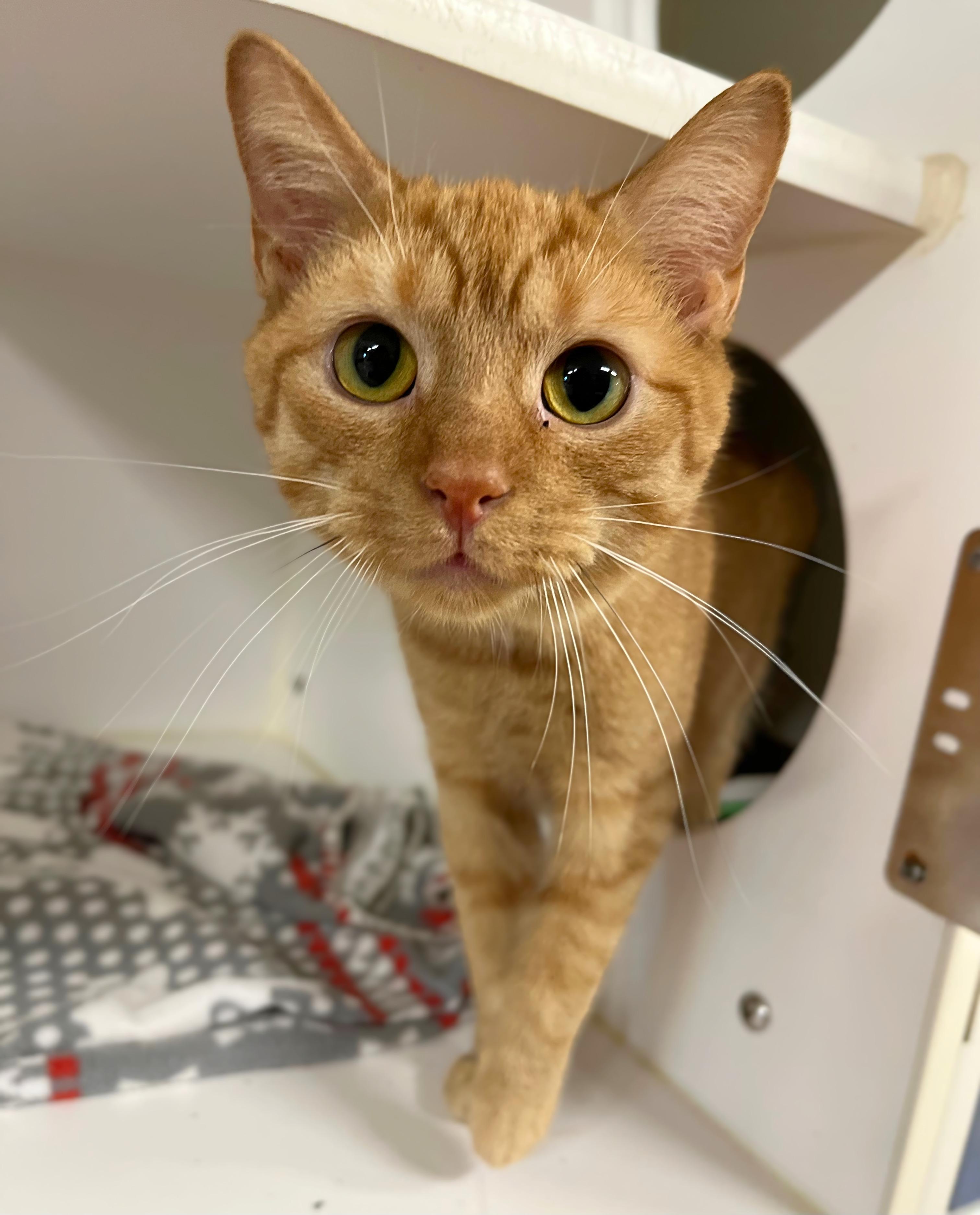 Downy Woodpecker, Adoptable, Adult Male Domestic Short Hair.