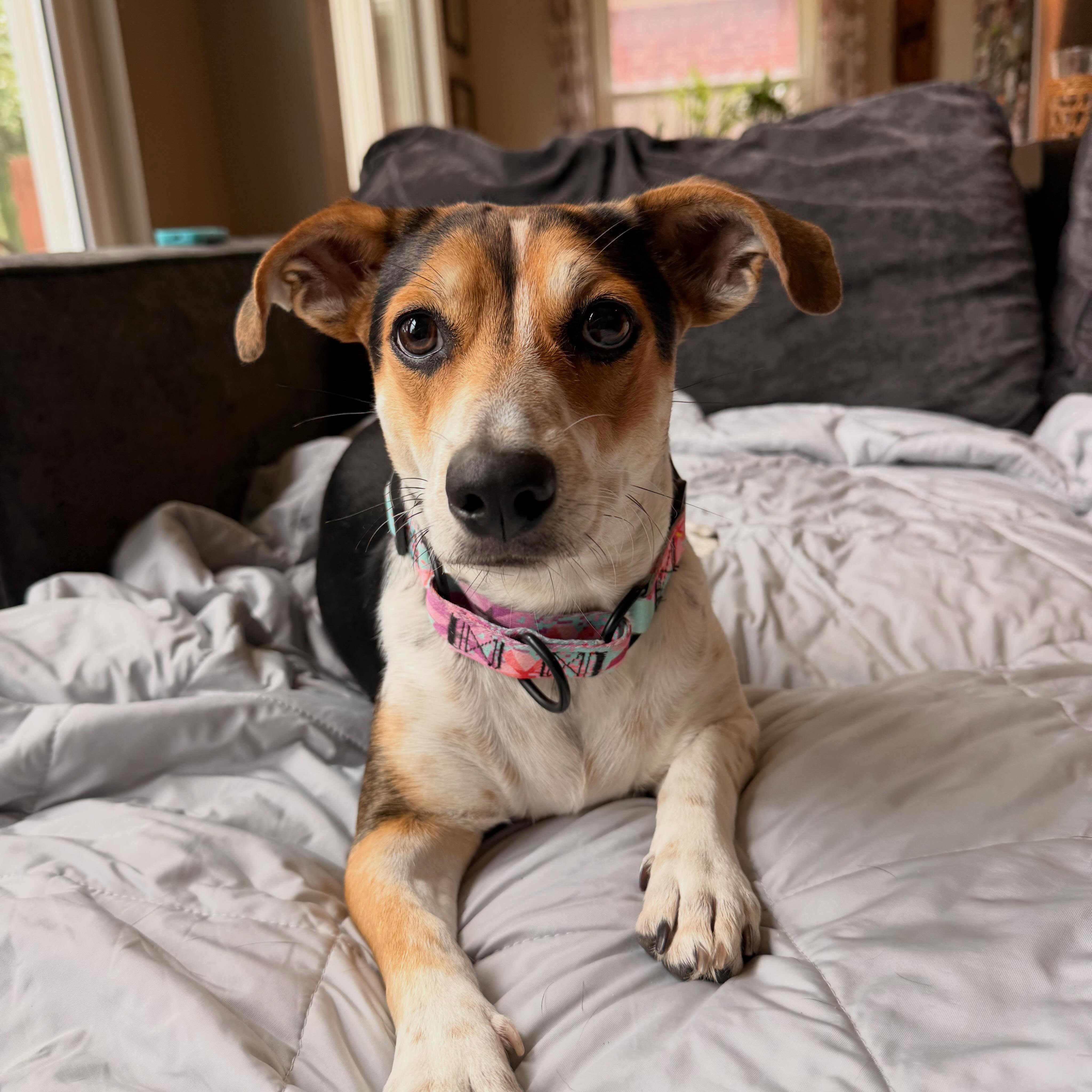 Bonnie, ADOPTABLE, Adult Female Mixed Breed.