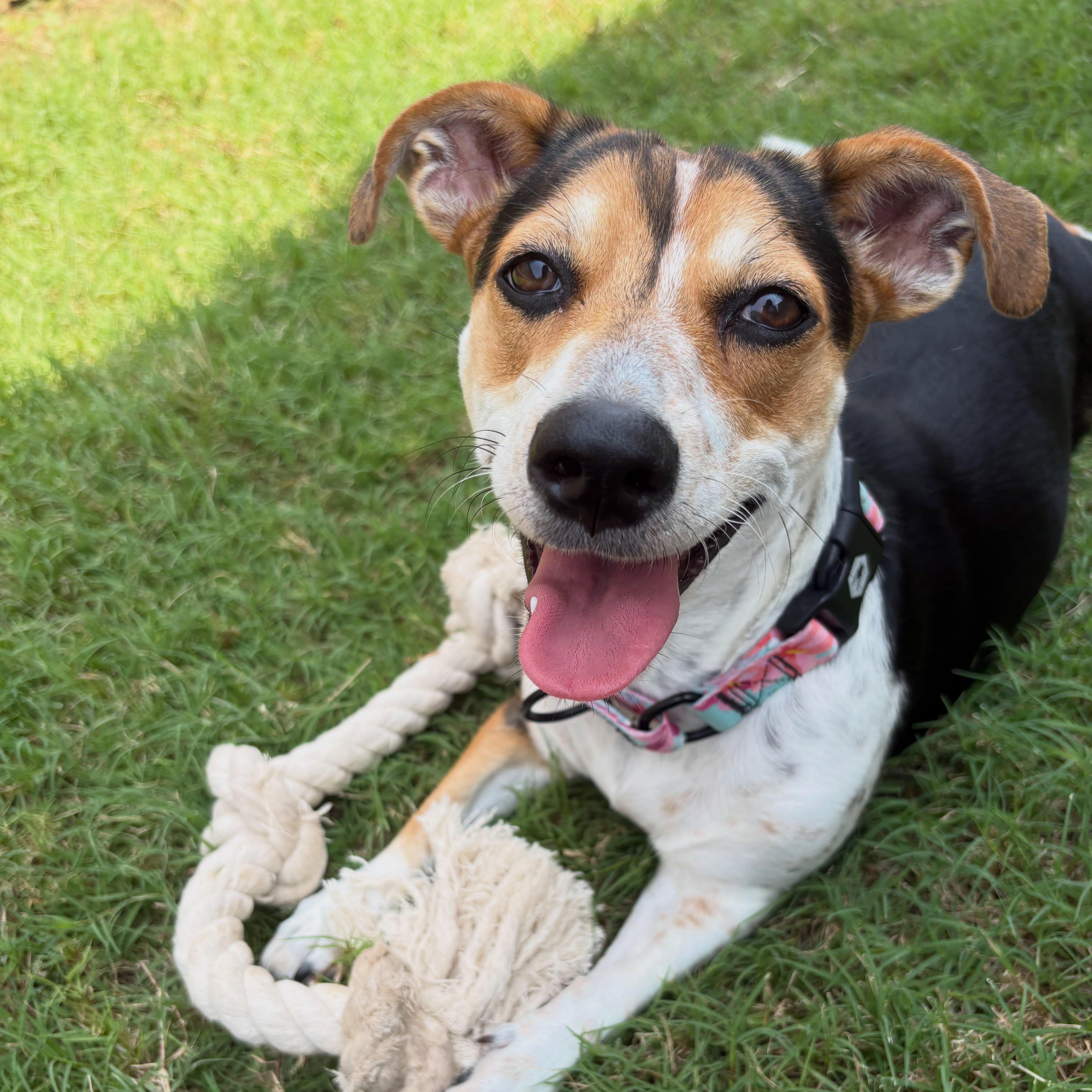 Enlarge Bonnie, a ADOPTABLE Mixed Breed in Buda, TX image 2/2