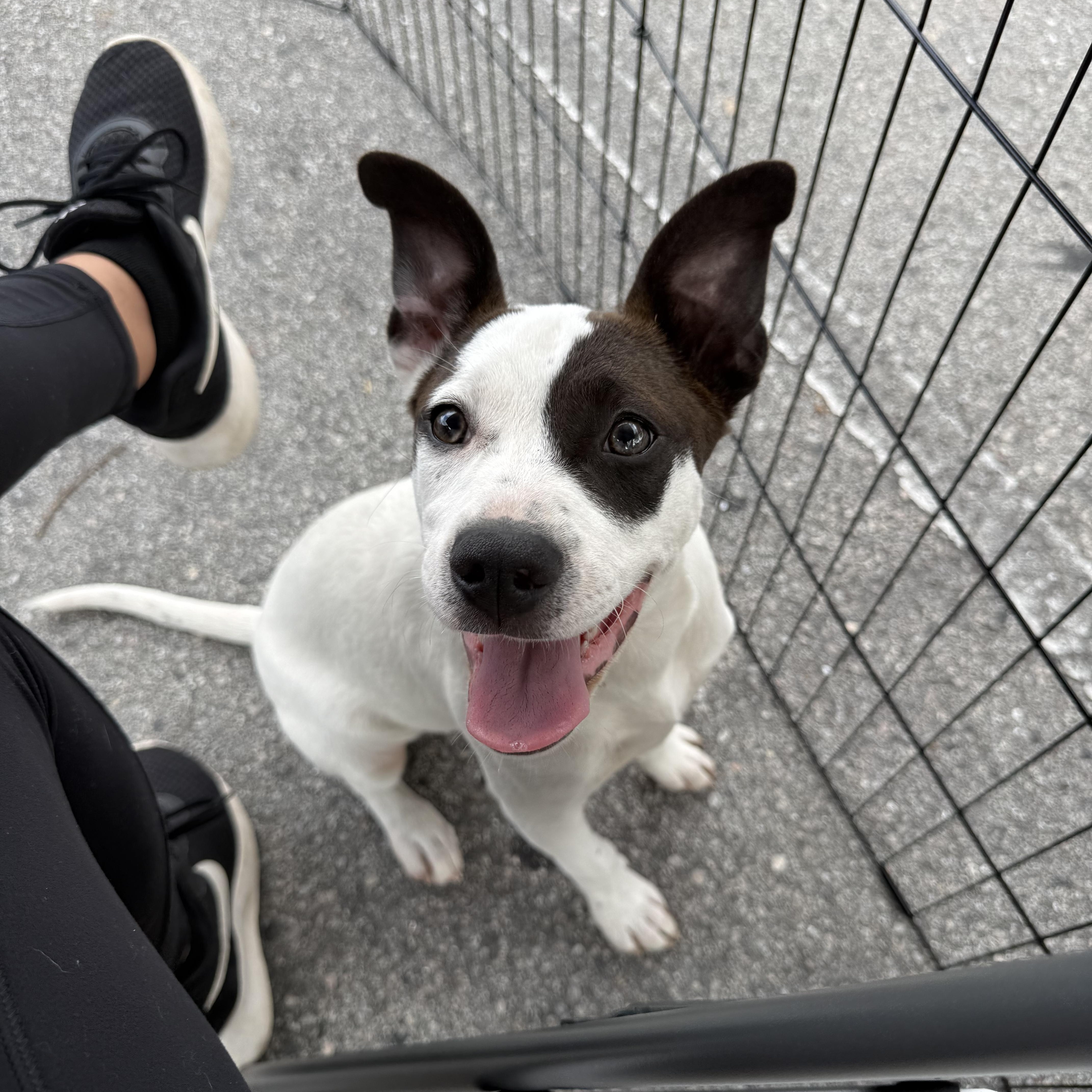 Ladybug , ADOPTABLE, Puppy Female Boxer & Terrier.