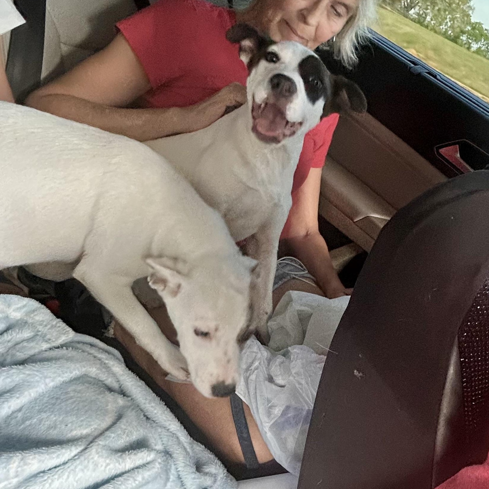 Ladybug , ADOPTABLE, Puppy Female Boxer & Terrier.