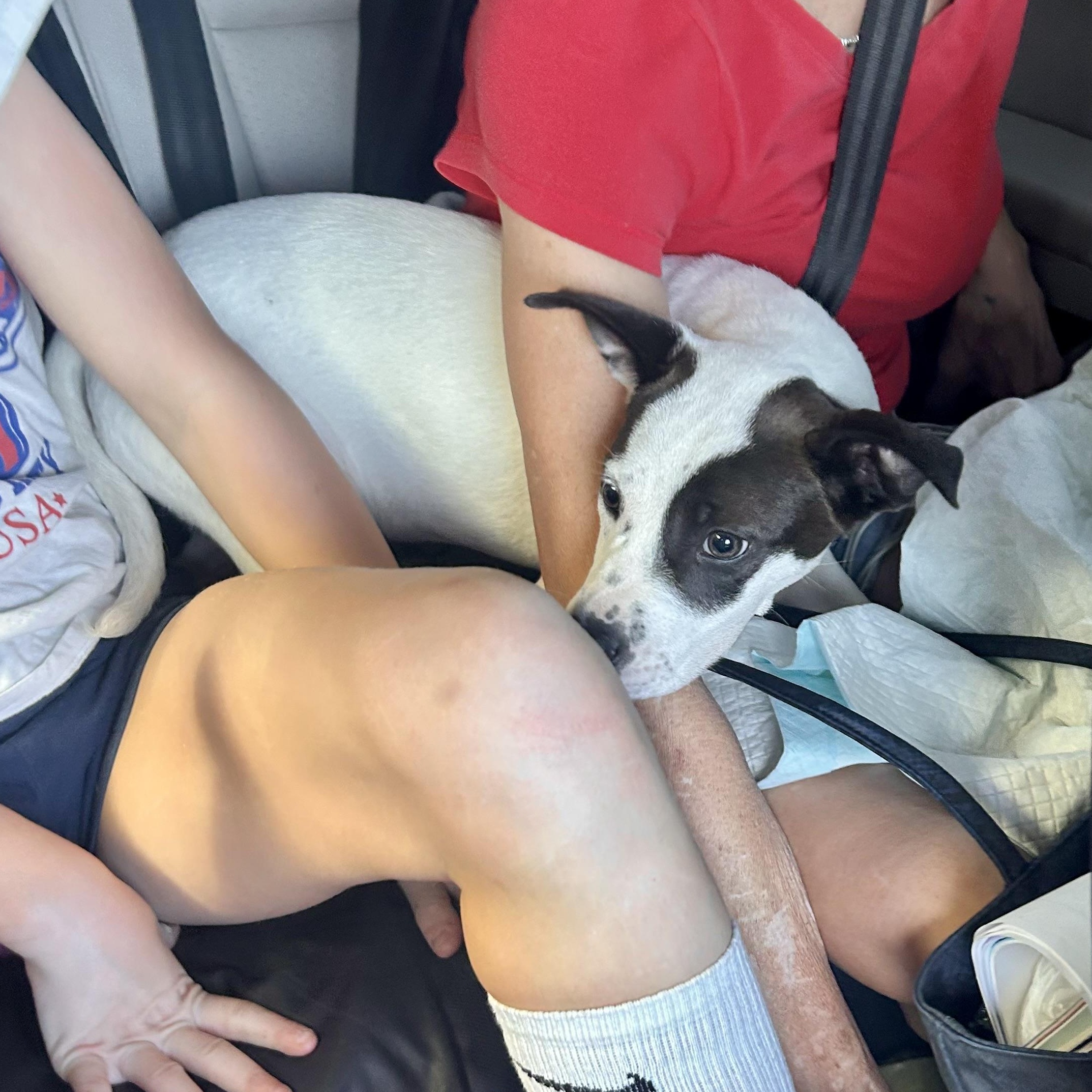 Enlarge Ladybug , a ADOPTABLE mixed breed in Port Saint Lucie, FL image 2/2