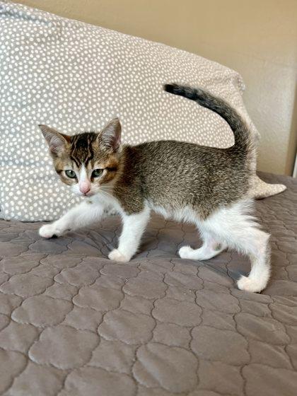 Maryland, Adoptable, Kitten Male Domestic Short Hair & Domestic Short Hair.