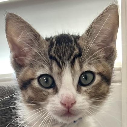 Maryland, a Adoptable mixed breed in Pleasanton, CA image 2/3