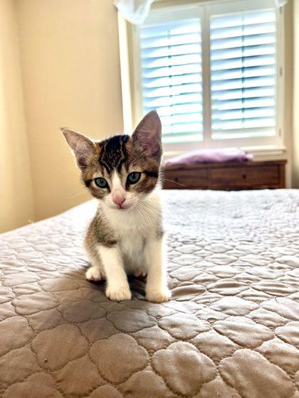 Maryland, a Adoptable mixed breed in Pleasanton, CA image 3/3