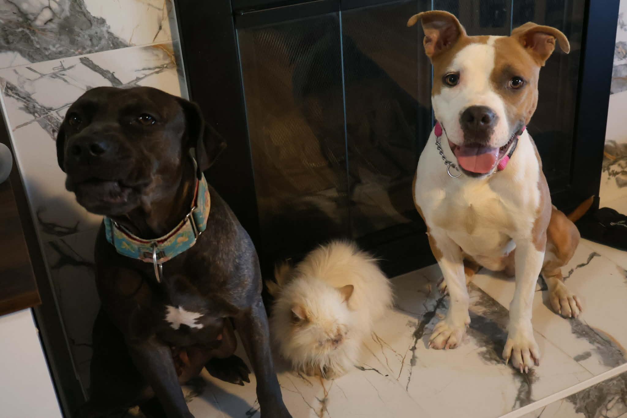 Lola, an adoptable Pit Bull Terrier in Kansas City, MO image 2/2