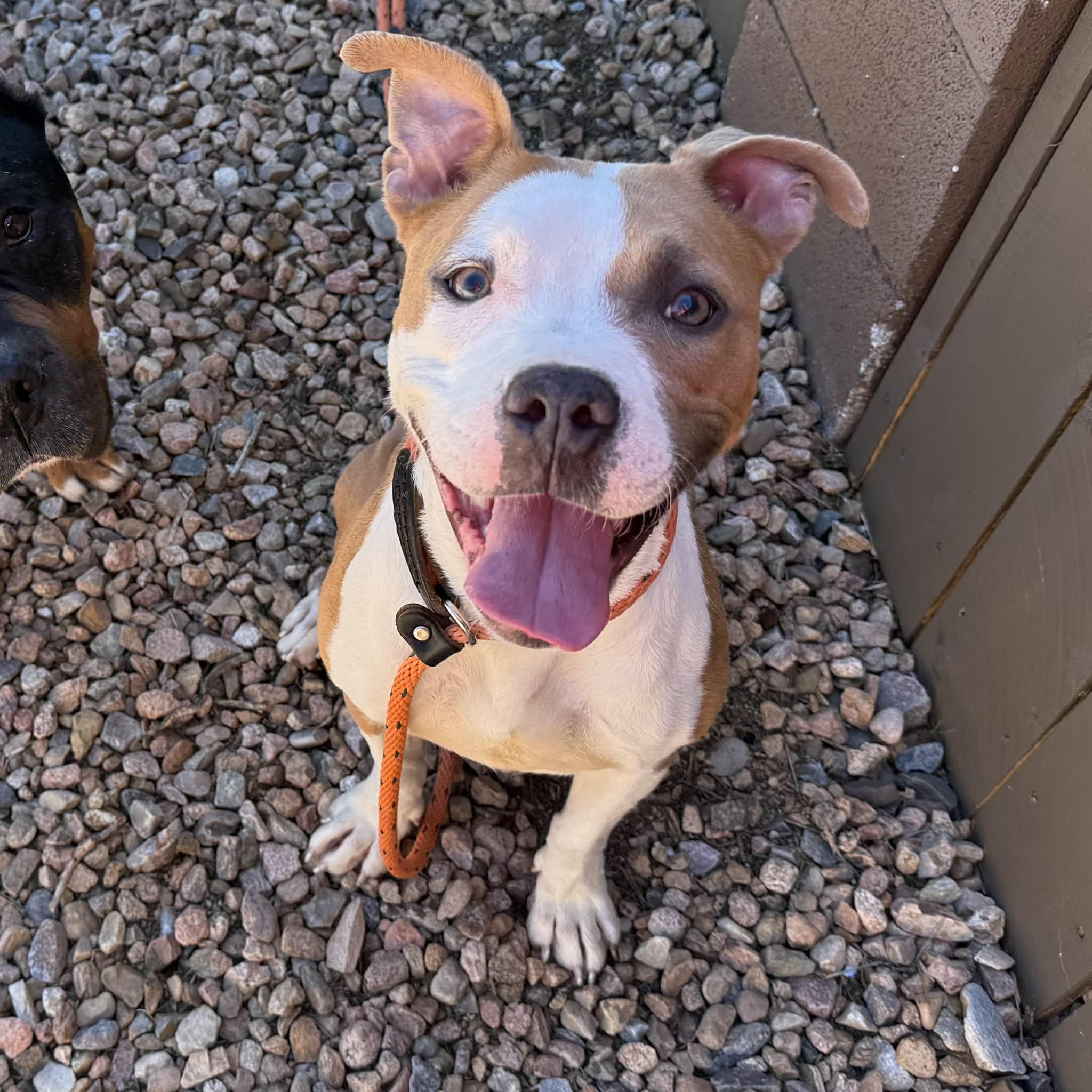 Lola, an adoptable Pit Bull Terrier in Kansas City, MO image 1/2