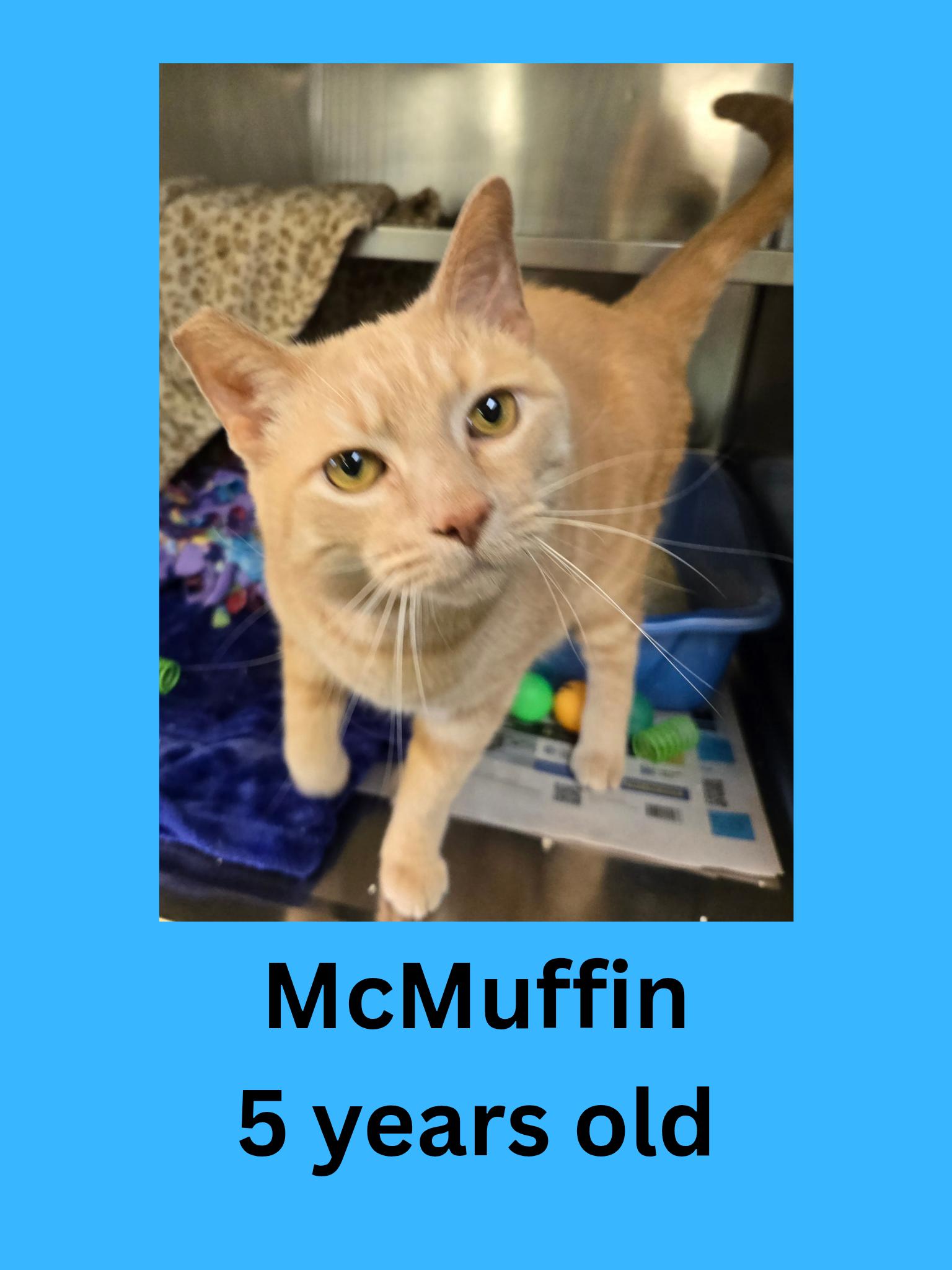 McMuffin, ADOPTABLE, Adult Male Domestic Short Hair.