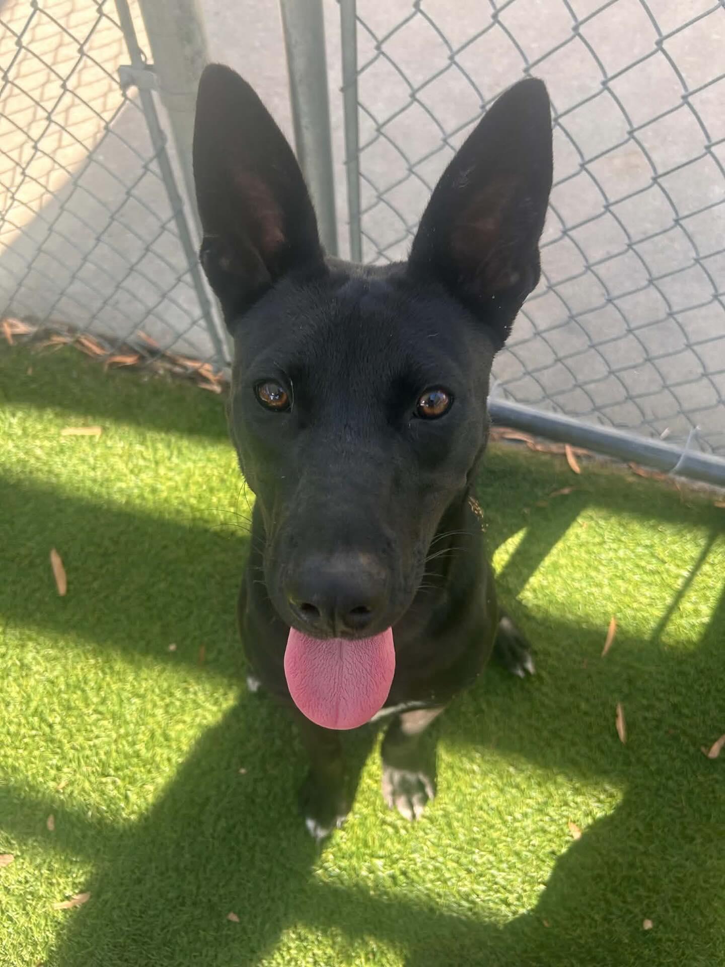 Charlie, a ADOPTABLE Mixed Breed in St. Albans, VT image 3/3