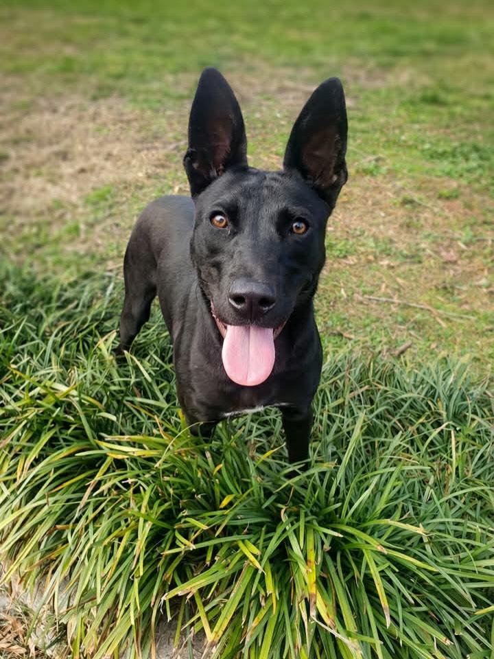 Charlie, ADOPTABLE, Young Female Mixed Breed.