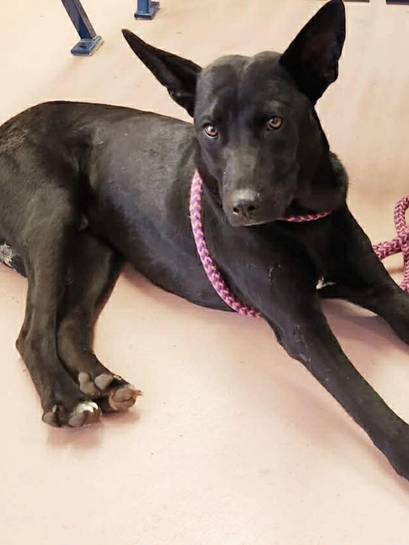 Charlie, a ADOPTABLE Mixed Breed in St. Albans, VT image 2/3