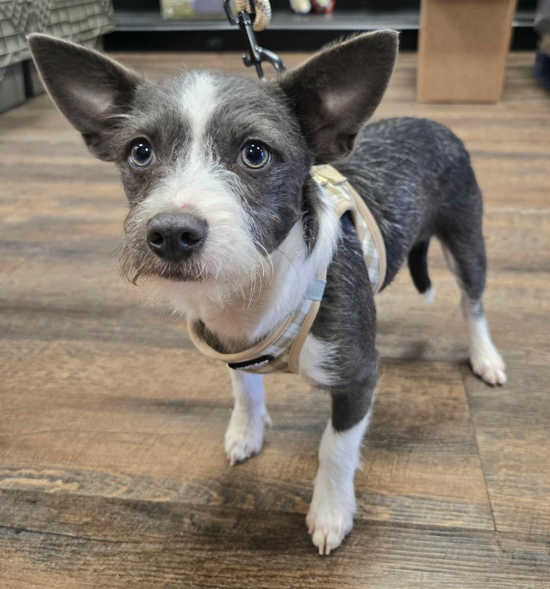 Enlarge AUSTIN, a Adoptable mixed breed in Grand Prairie, TX image 1/3