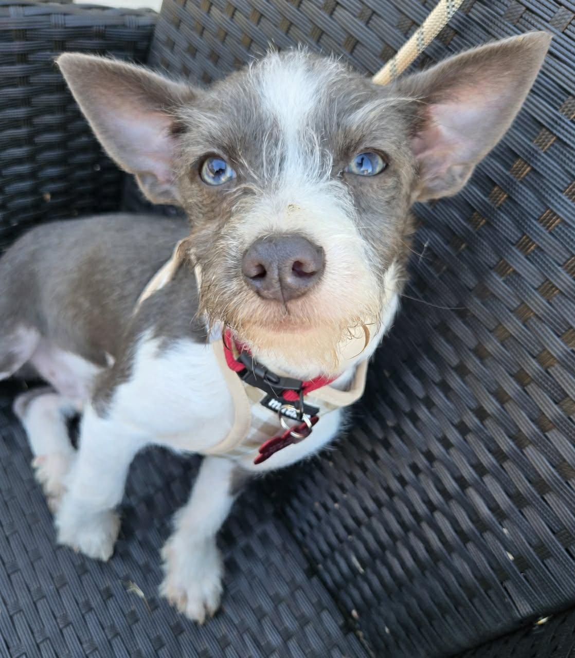 Enlarge AUSTIN, a Adoptable mixed breed in Grand Prairie, TX image 3/3