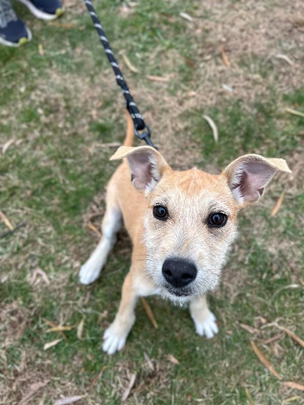 Skittles, a Adoptable mixed breed image 1/6