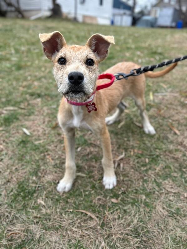 Skittles, a Adoptable mixed breed image 2/6