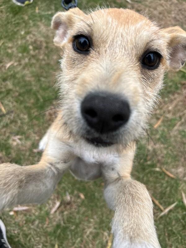 Skittles, a Adoptable mixed breed image 3/6