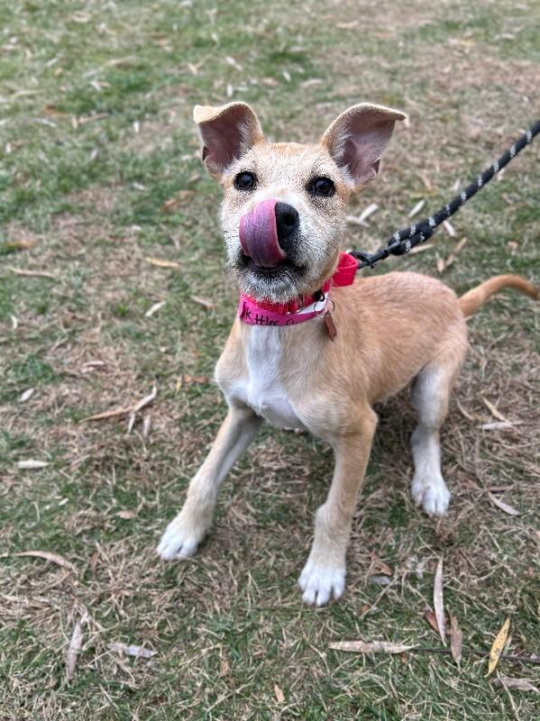 Skittles, a Adoptable mixed breed image 4/6