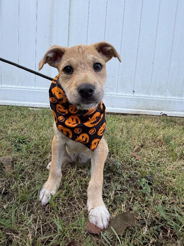 Skittles, a Adoptable mixed breed image 5/6