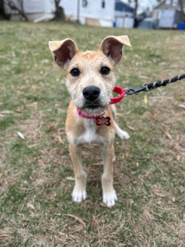 Skittles, a Adoptable mixed breed image 6/6