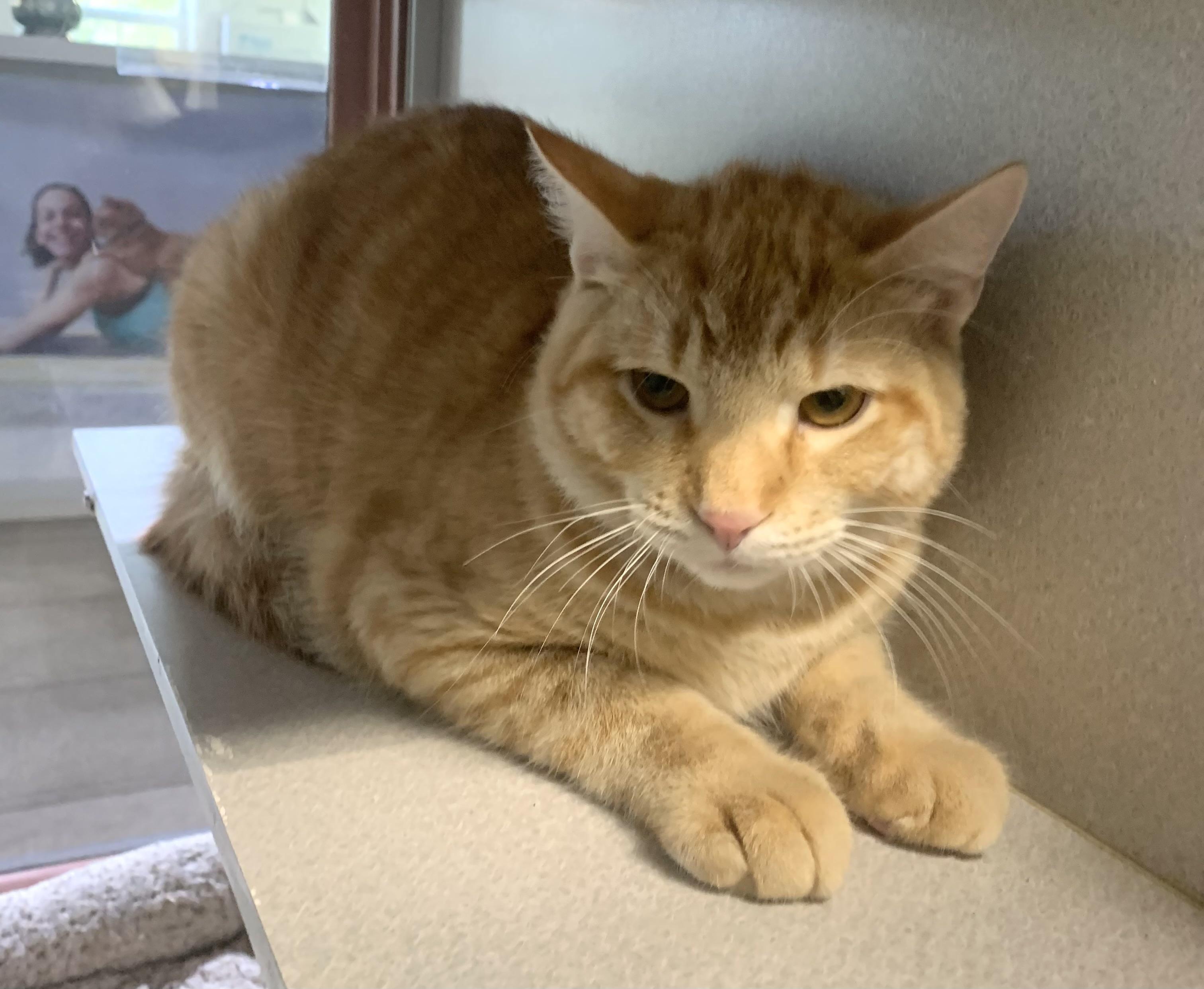 Enlarge Draco, a Adoptable Domestic Short Hair in Massena, NY image 1/1