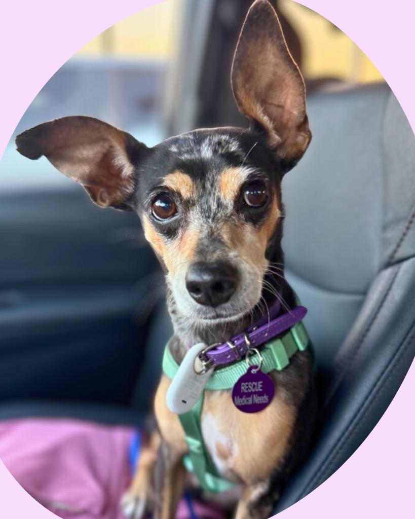 Enlarge Biscayne, a Adoptable Miniature Pinscher in College Station, TX image 1/3